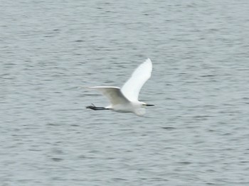 Great Egret Kasai Rinkai Park Fri, 4/26/2024