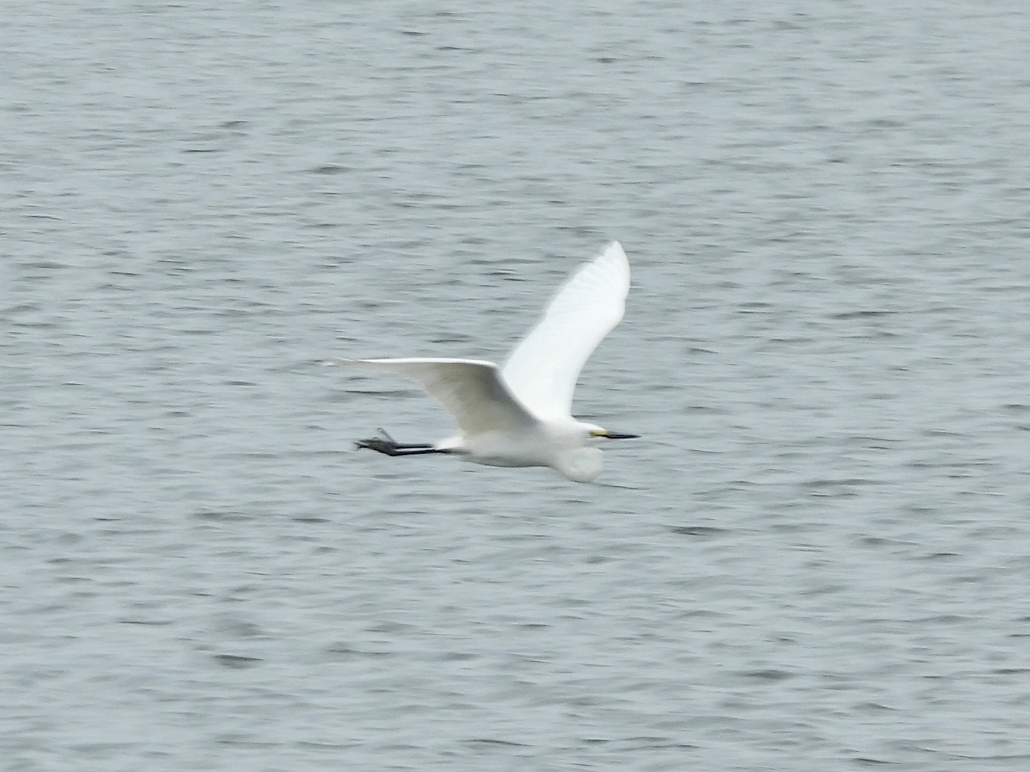 Great Egret