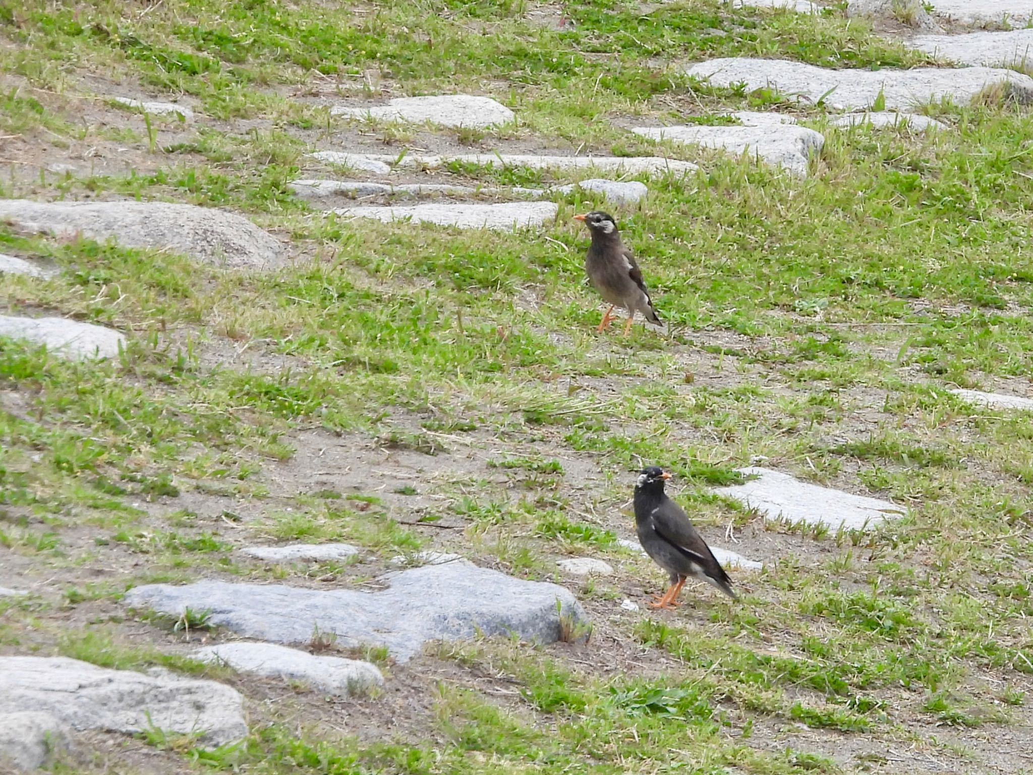 Photo of White-cheeked Starling at Kasai Rinkai Park by くー