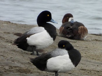 Greater Scaup Kasai Rinkai Park Fri, 4/26/2024