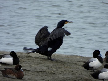 Great Cormorant Kasai Rinkai Park Fri, 4/26/2024