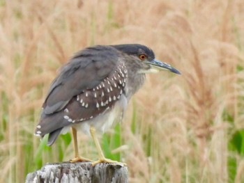 Black-crowned Night Heron Kasai Rinkai Park Fri, 4/26/2024