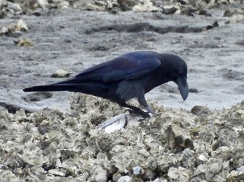 Large-billed Crow Kasai Rinkai Park Fri, 4/26/2024