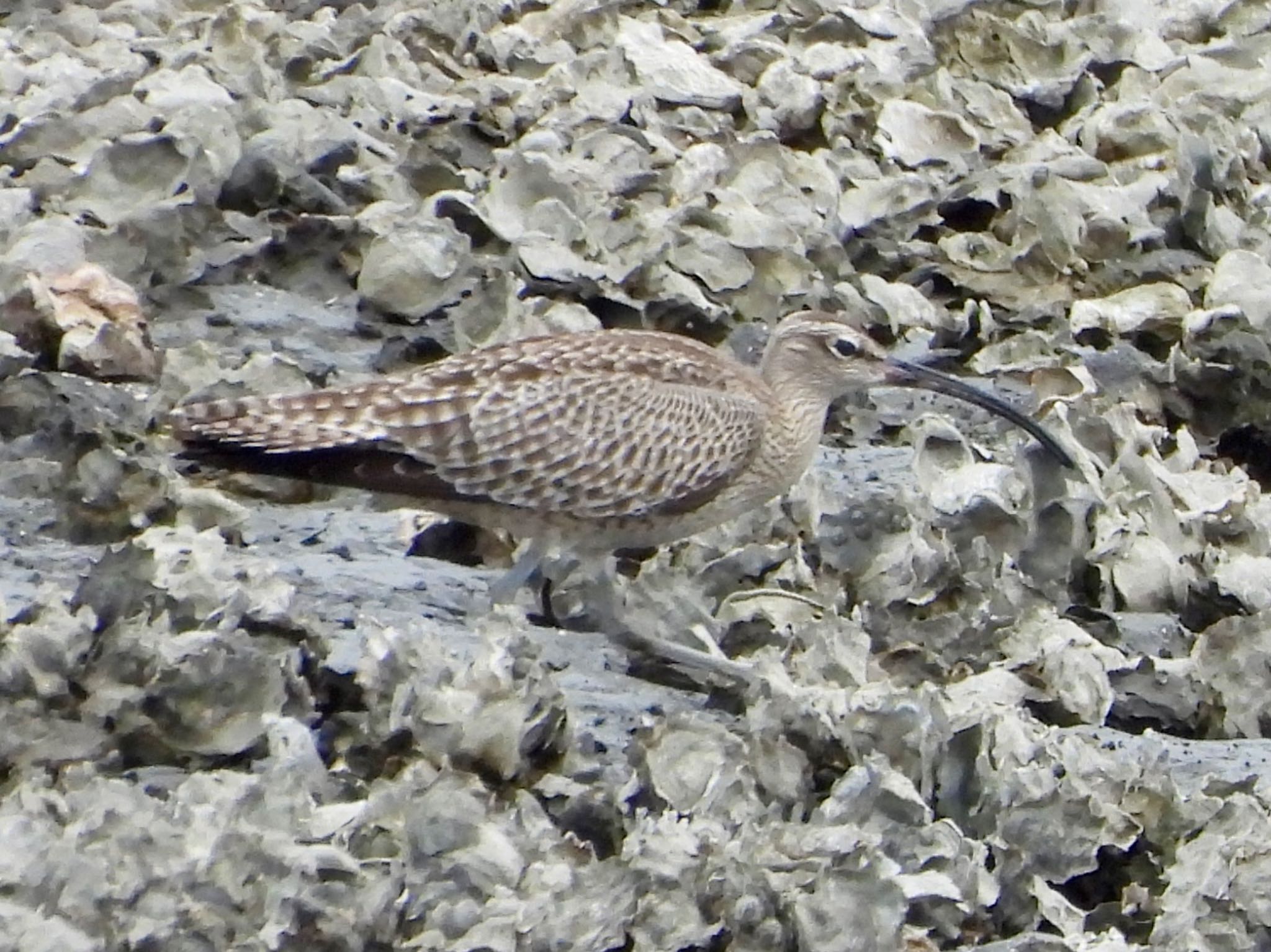 Photo of Eurasian Whimbrel at Kasai Rinkai Park by くー