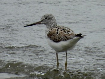 Common Greenshank Kasai Rinkai Park Fri, 4/26/2024