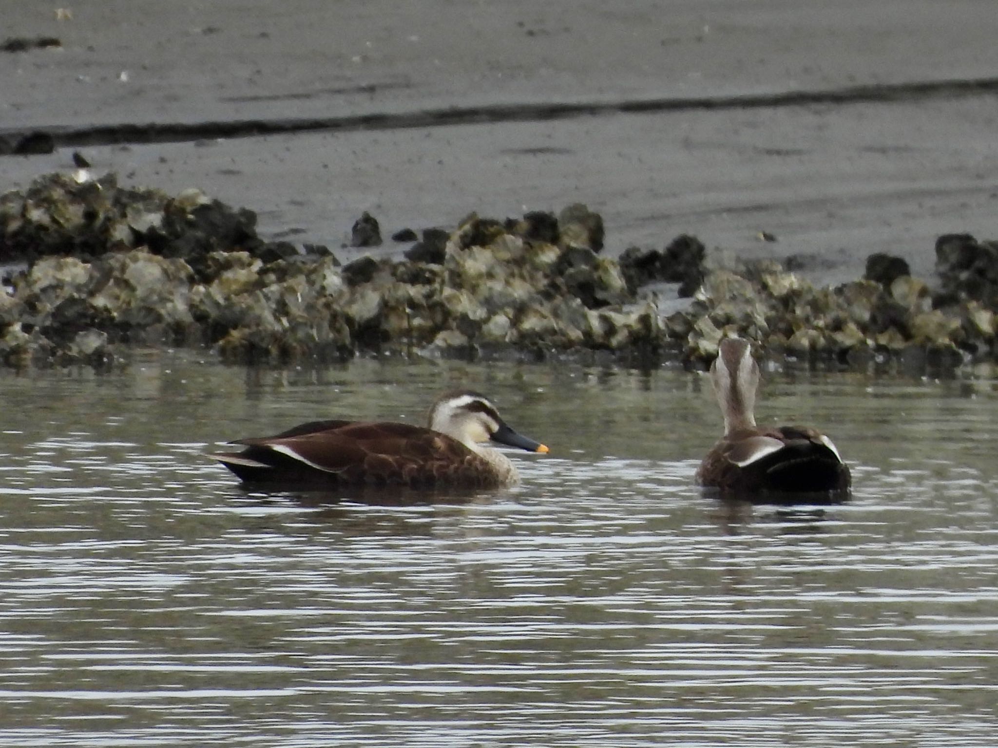 Photo of Eastern Spot-billed Duck at Kasai Rinkai Park by くー