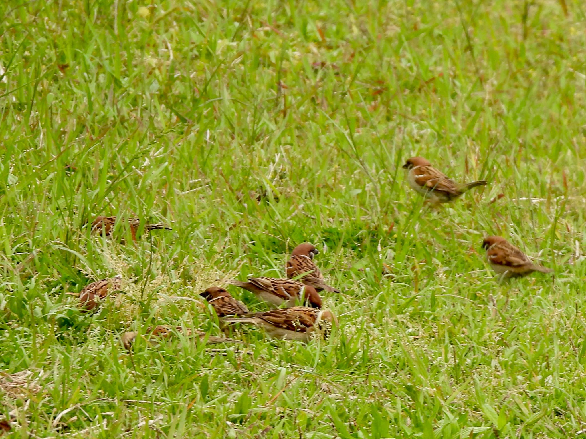 Photo of Eurasian Tree Sparrow at Kasai Rinkai Park by くー