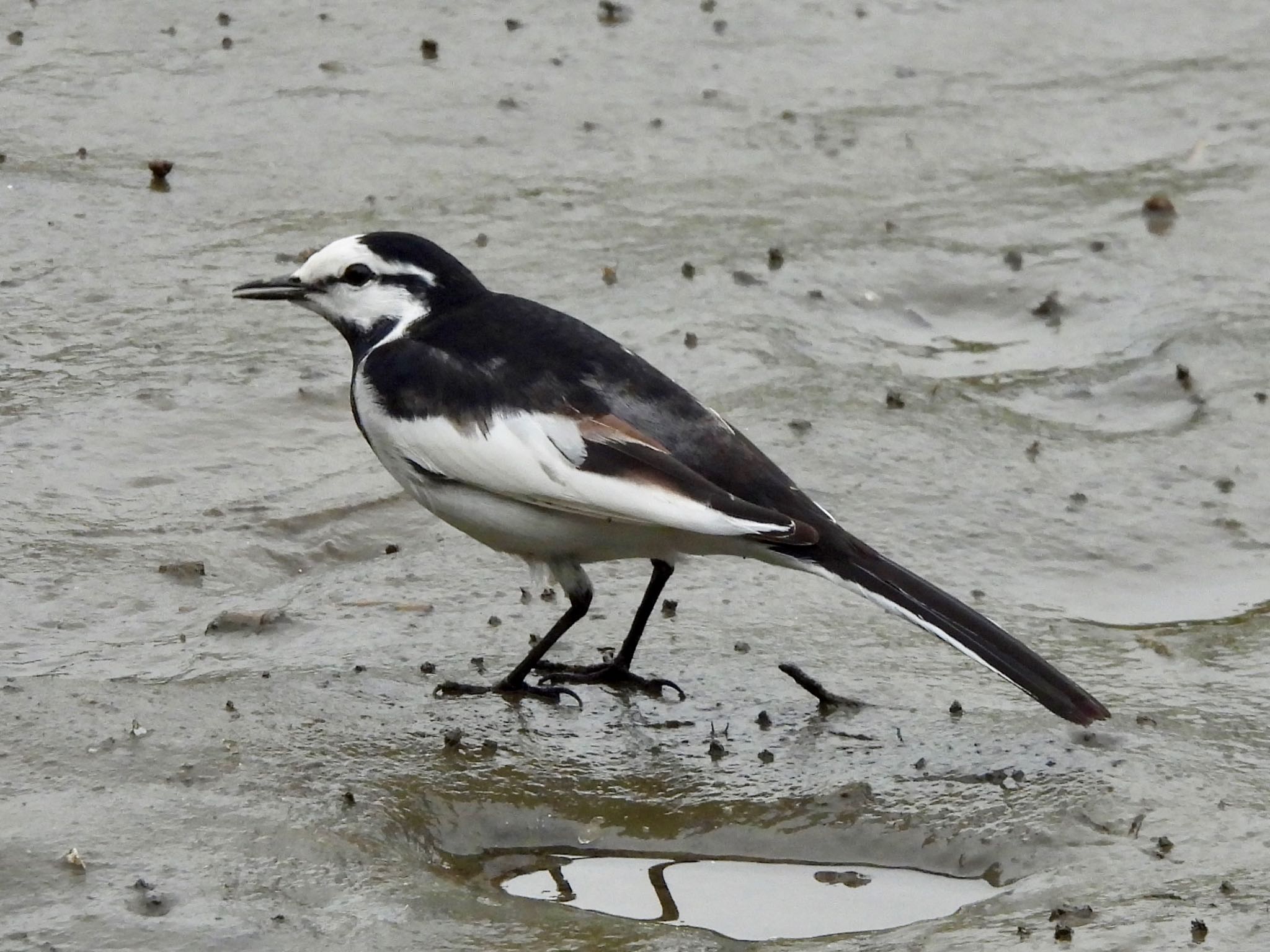 White Wagtail