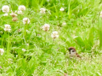 Eurasian Tree Sparrow Kasai Rinkai Park Fri, 4/26/2024