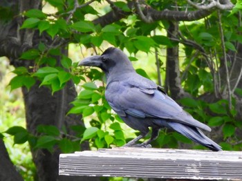 Large-billed Crow Kasai Rinkai Park Fri, 4/26/2024