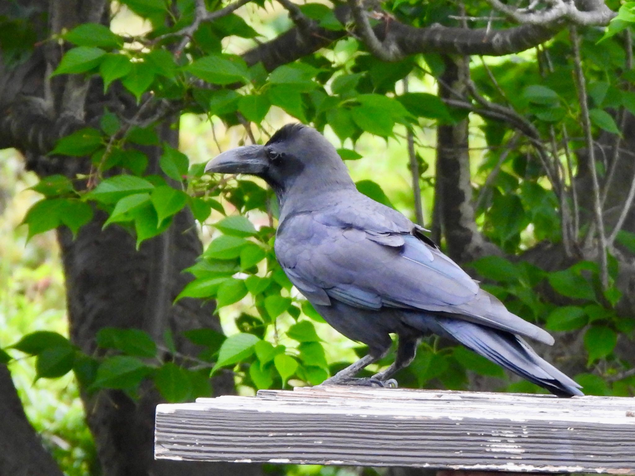 Photo of Large-billed Crow at Kasai Rinkai Park by くー