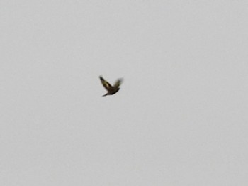 Grey-capped Greenfinch Kasai Rinkai Park Fri, 4/26/2024