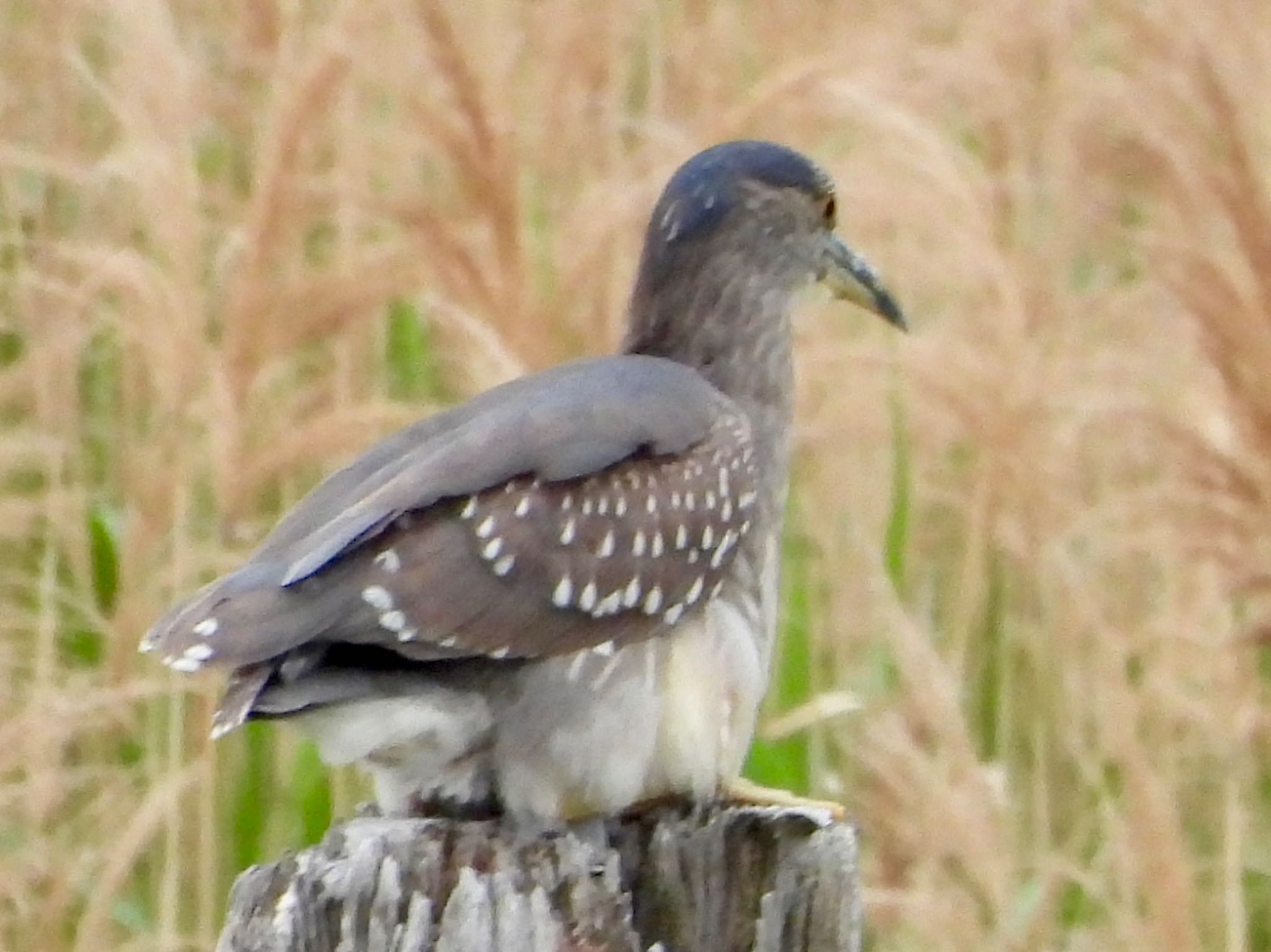 Black-crowned Night Heron