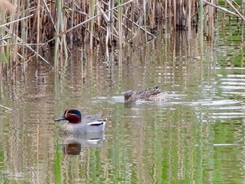 Eurasian Teal Kasai Rinkai Park Fri, 4/26/2024