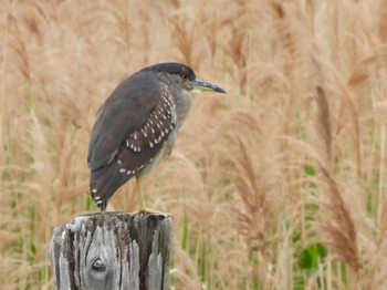 Black-crowned Night Heron Kasai Rinkai Park Fri, 4/26/2024