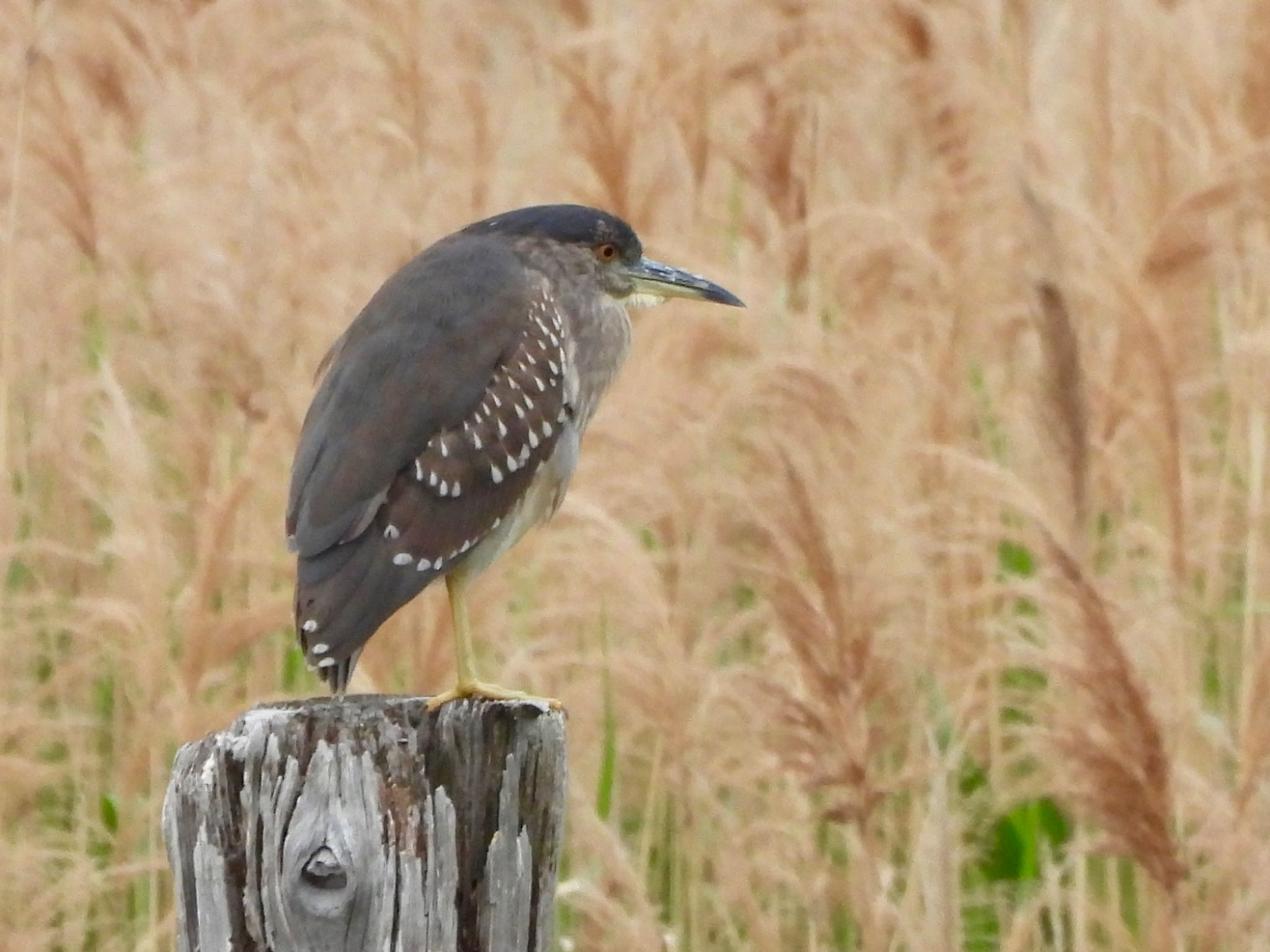 Photo of Black-crowned Night Heron at Kasai Rinkai Park by くー