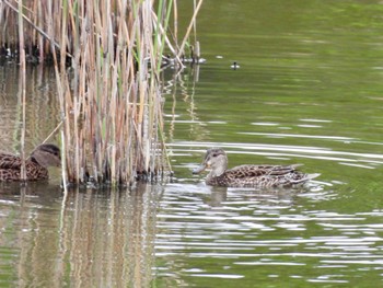 Unknown Species Kasai Rinkai Park Fri, 4/26/2024