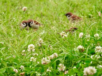 スズメ 葛西臨海公園 2024年4月26日(金)