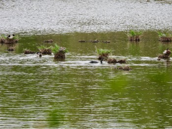 マガモ 葛西臨海公園 2024年4月26日(金)