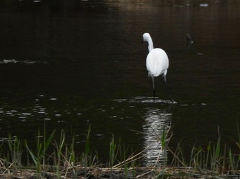 Little Egret Kasai Rinkai Park Fri, 4/26/2024