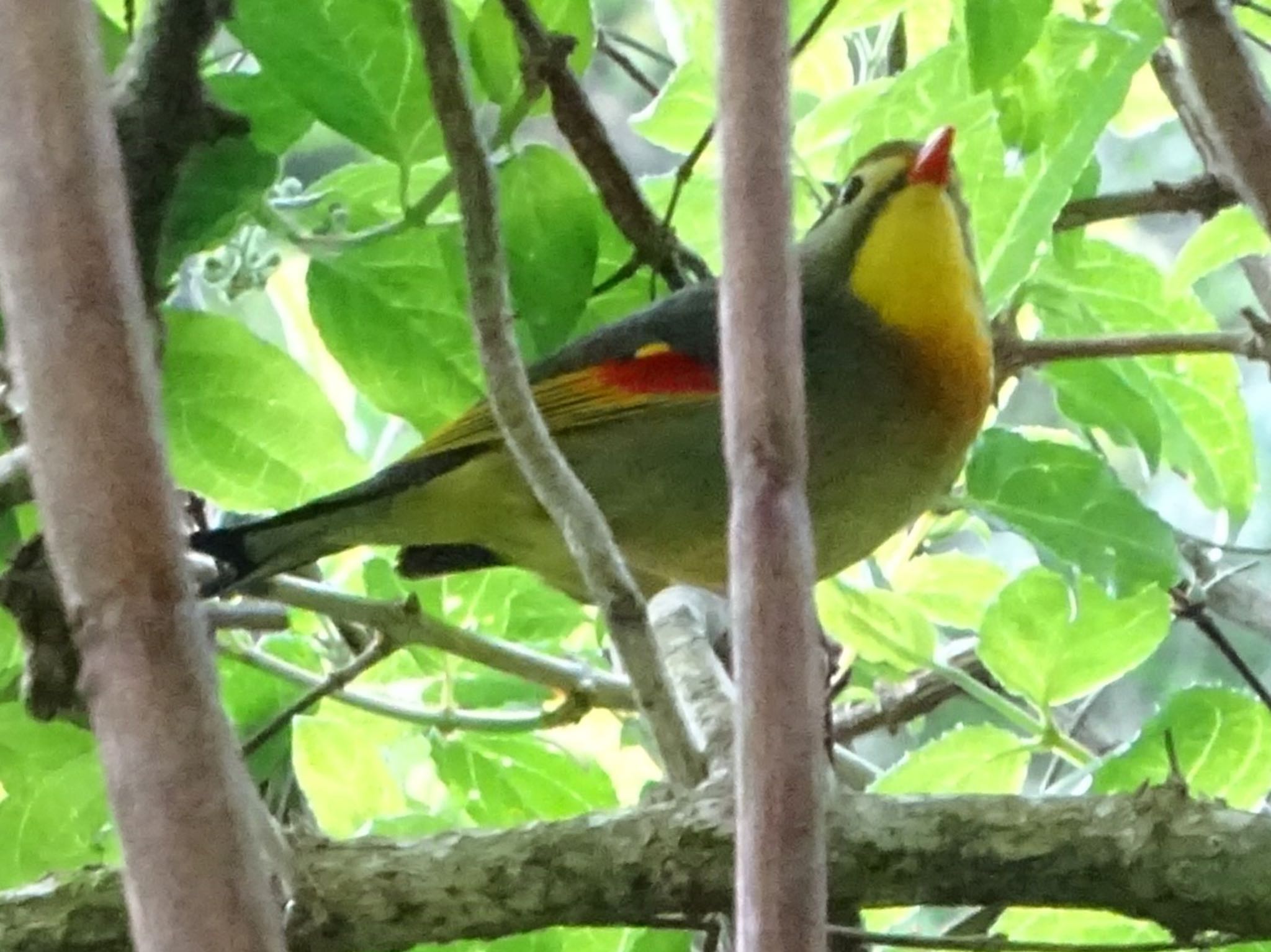 Photo of Red-billed Leiothrix at 瀬上市民の森 by KAWASEMIぴー