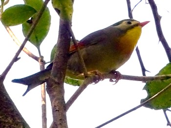 Red-billed Leiothrix 瀬上市民の森 Fri, 4/26/2024