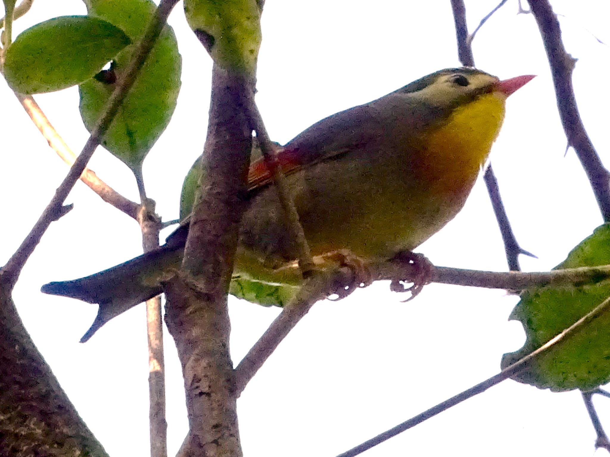 Photo of Red-billed Leiothrix at 瀬上市民の森 by KAWASEMIぴー