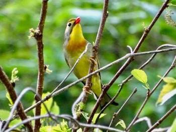 Red-billed Leiothrix 瀬上市民の森 Fri, 4/26/2024