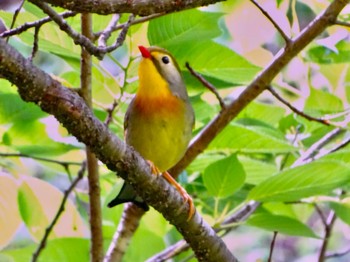 Red-billed Leiothrix 瀬上市民の森 Fri, 4/26/2024