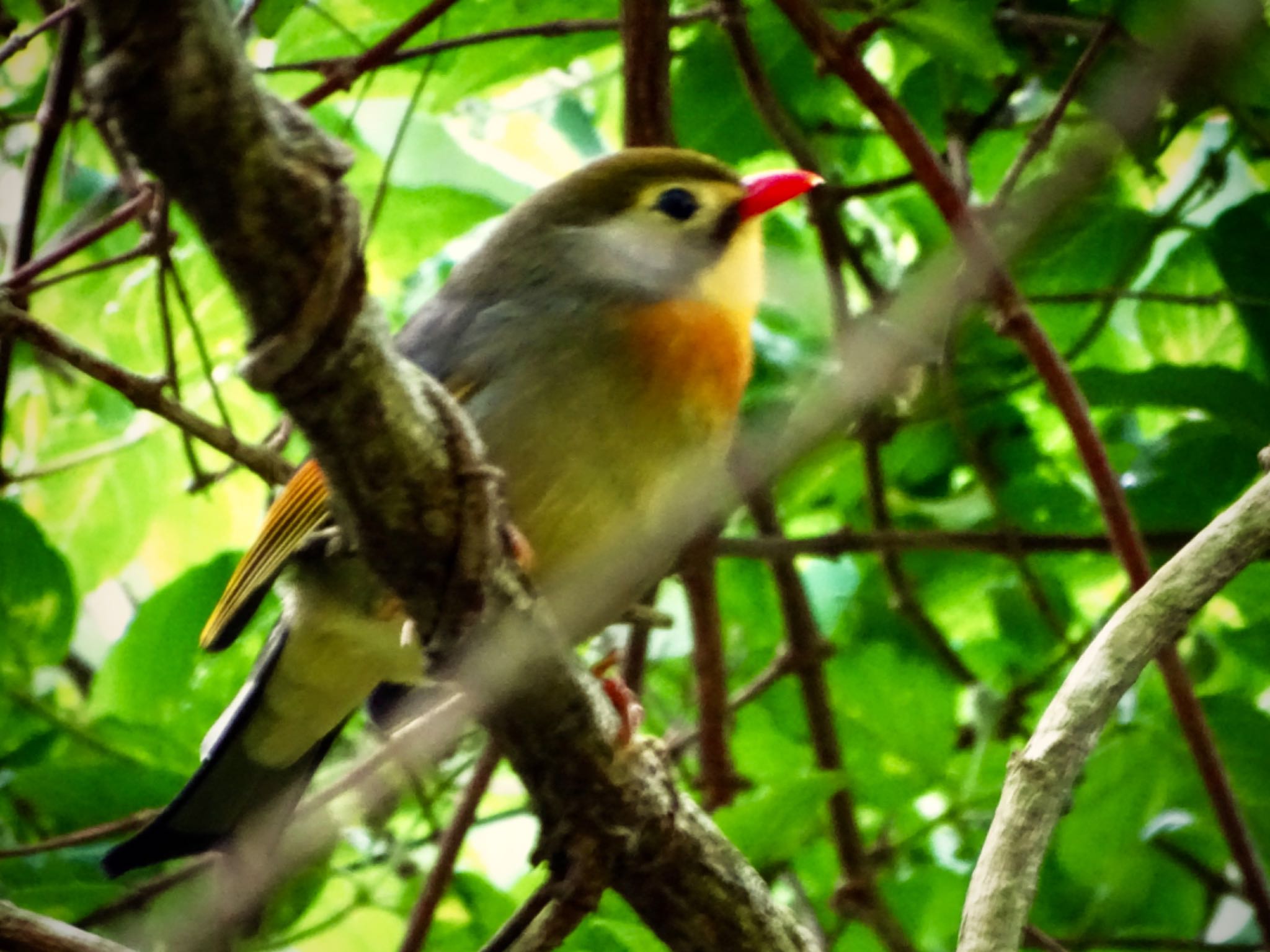 Photo of Red-billed Leiothrix at 瀬上市民の森 by KAWASEMIぴー