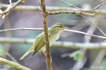 Eastern Crowned Warbler 日向渓谷 Fri, 4/26/2024