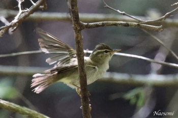 Eastern Crowned Warbler 日向渓谷 Fri, 4/26/2024