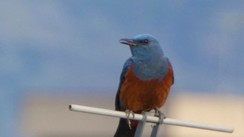 Blue Rock Thrush 自宅前 Wed, 4/10/2024