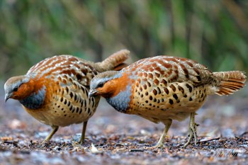 Chinese Bamboo Partridge Kodomo Shizen Park Sun, 3/24/2024