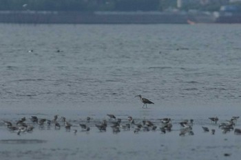 チュウシャクシギ ふなばし三番瀬海浜公園 2024年4月12日(金)