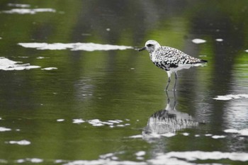 Grey Plover Sambanze Tideland Fri, 4/12/2024