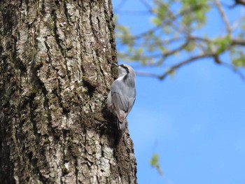 Eurasian Nuthatch 荒沢湿原 Sun, 4/21/2024