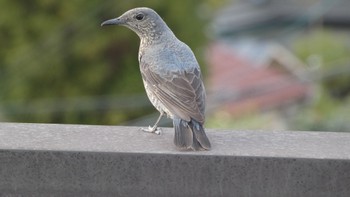 Blue Rock Thrush 自宅前 Wed, 4/10/2024