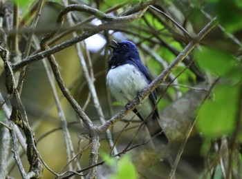 Blue-and-white Flycatcher Hayatogawa Forest Road Fri, 4/26/2024