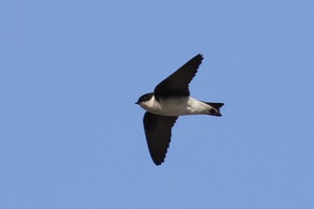 Asian House Martin Kasai Rinkai Park Sat, 4/13/2024