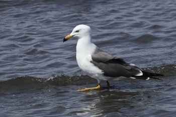 Black-tailed Gull Kasai Rinkai Park Sat, 4/13/2024