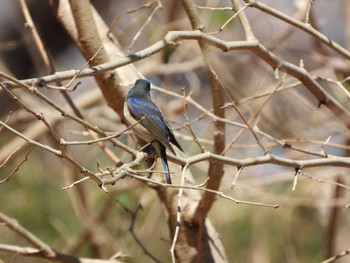 Red-flanked Bluetail Kitamoto Nature Observation Park Fri, 3/22/2024