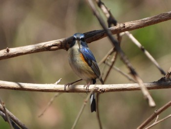 Red-flanked Bluetail Kitamoto Nature Observation Park Fri, 3/22/2024