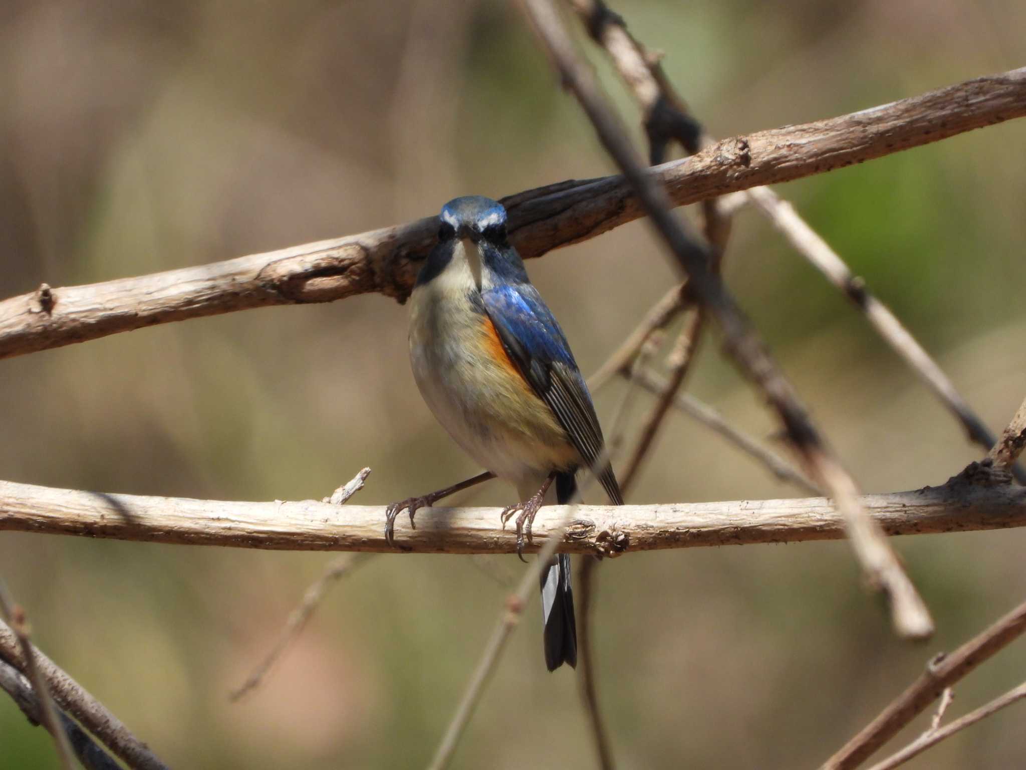 Photo of Red-flanked Bluetail at Kitamoto Nature Observation Park by ときちゃん（ibis）