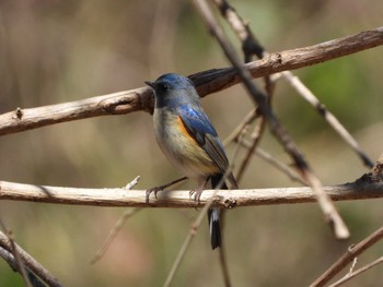 Red-flanked Bluetail Kitamoto Nature Observation Park Fri, 3/22/2024