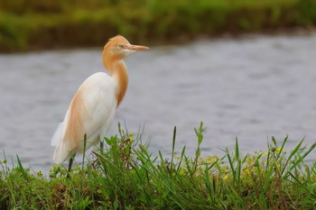 アマサギ 浮島ヶ原自然公園 2024年4月26日(金)