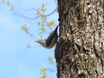 Eurasian Nuthatch 荒沢湿原 Sun, 4/21/2024