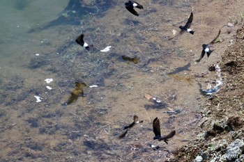 Asian House Martin 宮ケ瀬湖 Fri, 4/26/2024