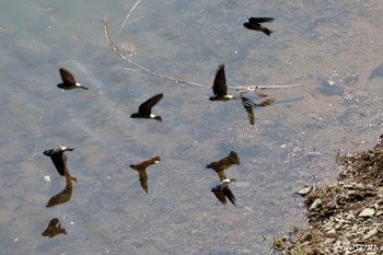 Asian House Martin 宮ケ瀬湖 Fri, 4/26/2024