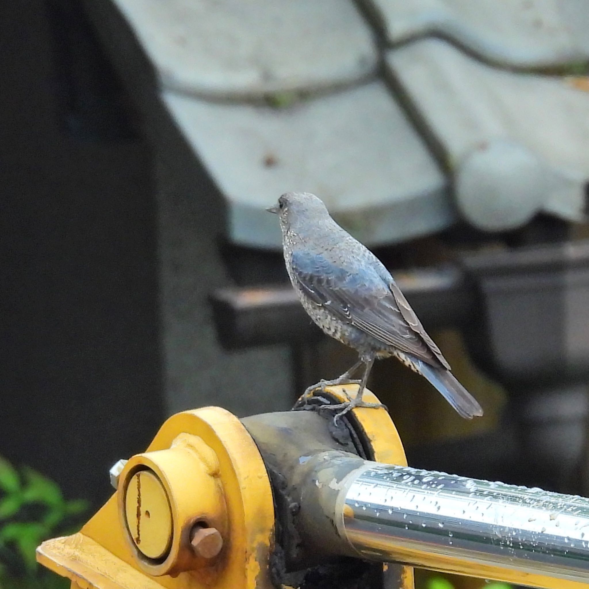 Photo of Blue Rock Thrush at 生駒市小平尾町 by  takatang